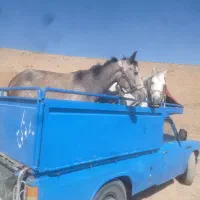 اسب ومادیان|اسب و تجهیزات اسبسواری|لاران, |دیوار