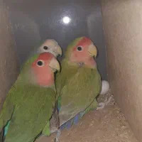 کوتوله برزیلی|پرنده|میبد, |دیوار