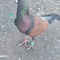 کبوتر