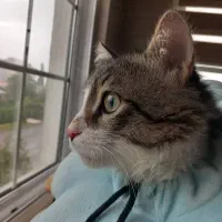 واگذاری گربه|گربه|بندر انزلی, دهکده ساحلی|دیوار