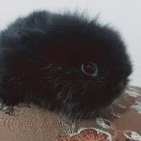 بچه خرگوش رنگی مشکی مخملی نژاد دار|موش و خرگوش|یزد, |دیوار