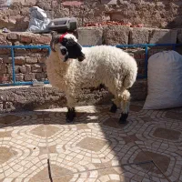 بره گوسفند وطنی چاق و چله|حیوانات مزرعه|زاهدان, |دیوار