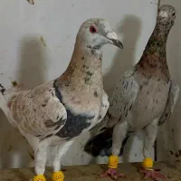 زردهفرنگ خرمایی هفرنگ|پرنده|قزوین, |دیوار