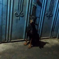 سگ نر|سگ|پاکدشت, پاکدشت (مامازند)|دیوار