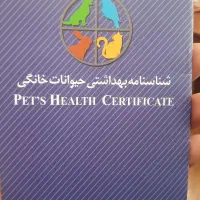 سگ شیتزو|سگ|دماوند, گیلاوند|دیوار