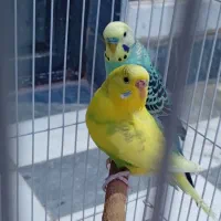 مرغ عشق با قفس