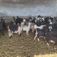 گوسفند|حیوانات مزرعه|مرودشت, دولت آباد|دیوار