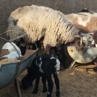 سلام یکی برای فروشی|حیوانات مزرعه|حمیدیا, |دیوار