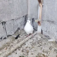 ماده سفید اراکی