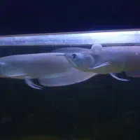 یک جفت اروانا سیلور خانگی