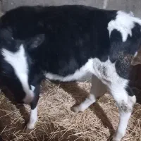 گاو شیری هلشتان|حیوانات مزرعه|اردبیل, |دیوار