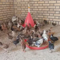 جوجه مرغ گلپایگانی  گل باقالی وشاخدار