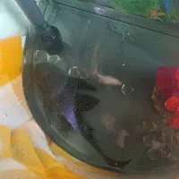 (( کت فیش سوپر بال درجه یک ))