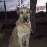 ماده مستان ازنسل ترامپ محمد غفارارمیه|سگ|عجب شیر, |دیوار