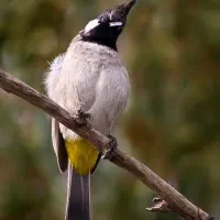 سهره خرمایی|پرنده|اصفهان, بوستان ناژوان|دیوار