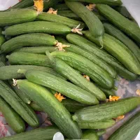 خیار برای خیارشور