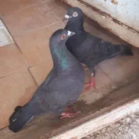 کبوتر دورگ