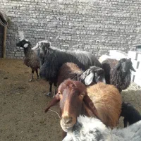 فروش قوچ درجه یک کاربلدهمه چی تموم