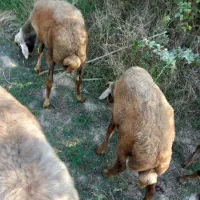 سلام نره بره های تخمی برای داشتی کبود