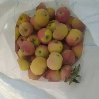 سیب قرمز درجه یک|خوردنی و آشامیدنی|شیراز, فرگاز|دیوار