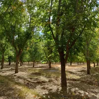 فروش باغ با موقعیت مناسب.درروستای سرسبزگل آباد