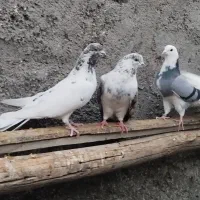 تهرانی|پرنده|شاهرود, |دیوار