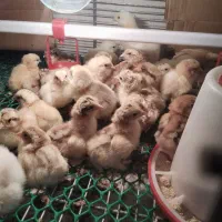 جوجه امپراطور