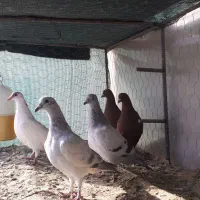 جوجه گلی جوجه سبز|پرنده|زرند, |دیوار