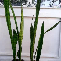 گل سانسوریا شمشیری