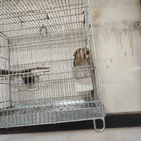 سهره قناری لر بخون چندتا دهن لر داره