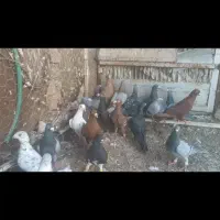 تعدادی پلاکی بشرط دسته اولی