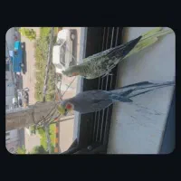 عروس هلندی نر ماده