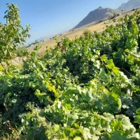 باغ انگور و میوه|فروش زمین و ملک کلنگی|زنده رود, |دیوار