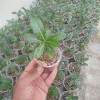 آدنیوم سایز ۶و ۸ قلمه پتوس ارتشی  بونسای و کاکتوس