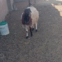 قوچ‌وبزغاله‌وبره‌نر