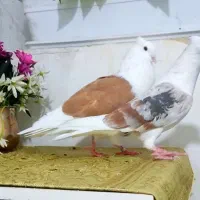 کبوتر پرنده دوکت زرد زاغ آبادانی‌ واکسی پرشی