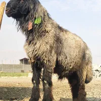 قوچ شاخی سه ران|حیوانات مزرعه|شیراز, گچی|دیوار