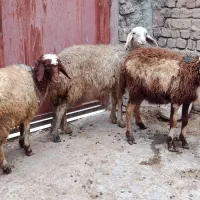 سه راس بره|حیوانات مزرعه|بروجرد, |دیوار