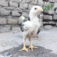 چهار جوجه اصل لاری