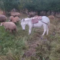 الاغ گوسفندی