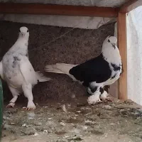 کبوتر تیپی و پرشی