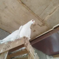قرمزی گوز بالا