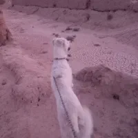 سگ گله نژاد دار|سگ|شاهرود, |دیوار