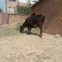 گاو|حیوانات مزرعه|شهرکرد, |دیوار