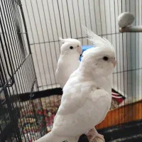 جفت عروس آلبینو سخنگو با قفص