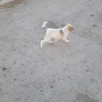 توله سگ نرسراب۲ ماه