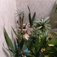 گل های زیبا|گل و گیاه طبیعی|کرمانشاه, |دیوار