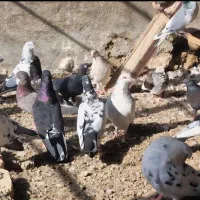 فروش کبوتر|پرنده|سیریک, |دیوار