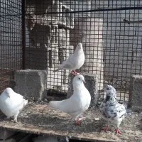 فروش تعداد ی کبو تر