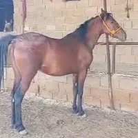 یاقوت